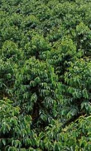 Kona Coffee Trees