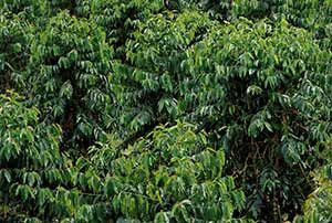 Kona Coffee Trees