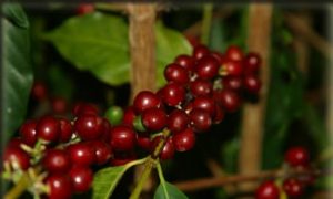 Ripe Kona Coffee cherries on the vine