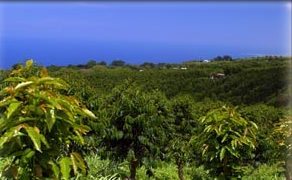 Kona Coffee Farms In The State Of Hawaii Konacoffee Com