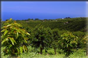 Family Farms - Kona Coffee Trees