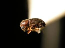 Coffee Borer Beetle