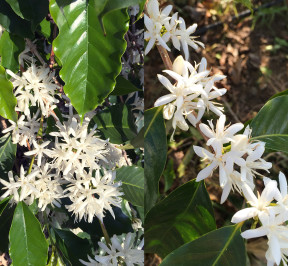 Kona Snow - Kona Coffee blossoms as it pertains to the meaning of the name Kona